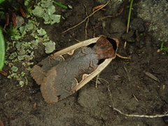 Dichagyris triangularis