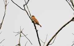 Pachyramphus cinnamomeus