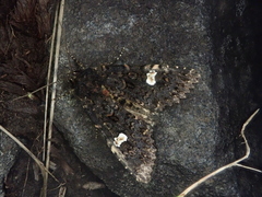 Melanchra persicariae