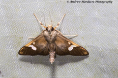 Nosophora