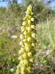 Orchis anthropophora