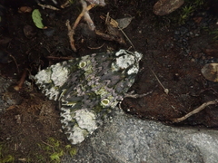 Craniophora ligustri