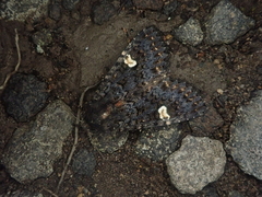 Melanchra persicariae