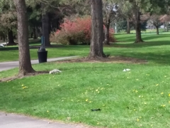 Sciurus carolinensis