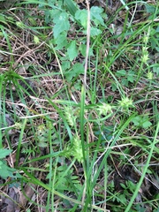 Carex louisianica