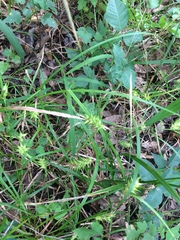Carex louisianica