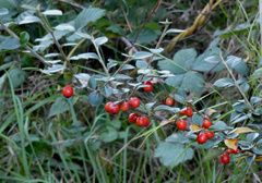 Cotoneaster simonsii