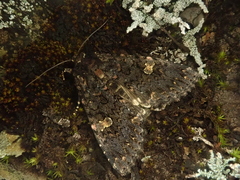 Melanchra persicariae