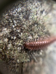 Pseudopolydesmus