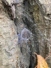 Araneae