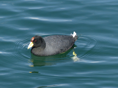 Fulica ardesiaca