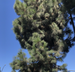 Pinus canariensis