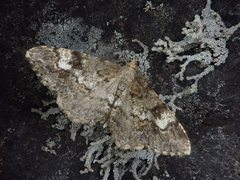 Alcis medialbifera