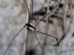 Leuronychus pacificus