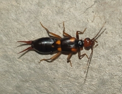 Forficuloidea