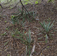 Yucca pallida