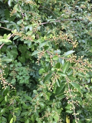 Ligustrum japonicum