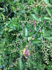 Ligustrum japonicum