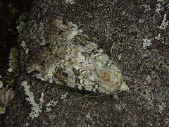 Anaplectoides prasina