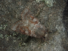 Xestia albuncula