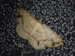Synegia limitatoides