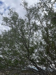 Prosopis articulata