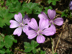 Malva