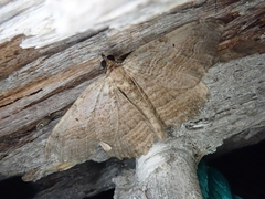 Philereme transversata