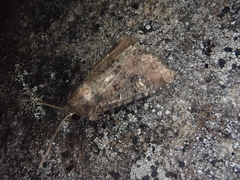 Mesapamea concinnata