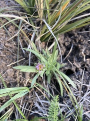 Symphyotrichum ascendens