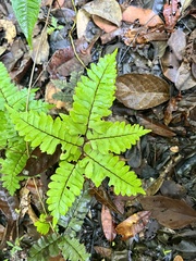 Adiantum