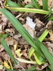 Ophiomyia kwansonis