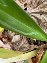 Ophiomyia kwansonis