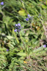 Veronica bellidioides