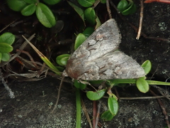 Xestia albuncula
