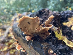 Stereum versicolor