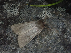 Xestia albuncula