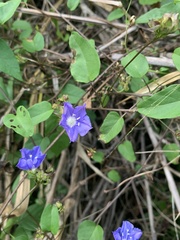 Jacquemontia pentanthos