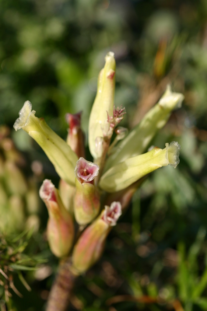Lachenalia algoensis