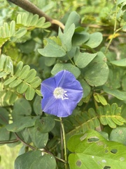 Jacquemontia pentanthos