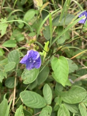 Jacquemontia pentanthos