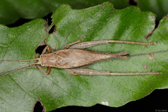 Hapithinae