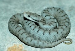 Vipera aspis