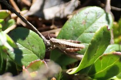Gomphocerus sibiricus