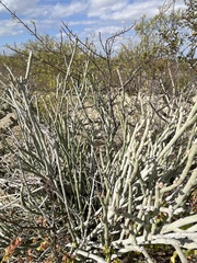 Euphorbia lomelii