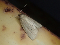 Archanara orientalis