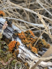 Polycauliona polycarpa