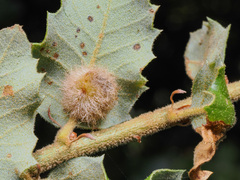 Disholandricus lasius