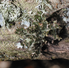 Tuckermanopsis orbata