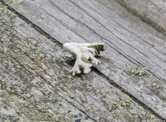 Tuckermanopsis orbata